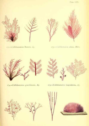 Reproducción/Reproduction 48346469202: British sea-weeds. London :Bell and Daldy,1872.. 