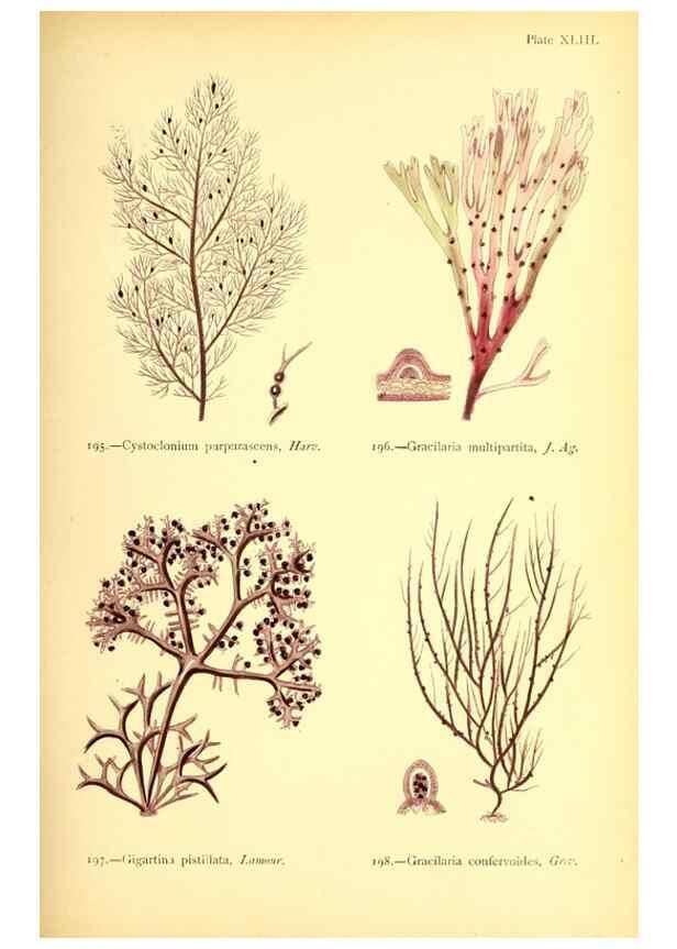 Reproducción/Reproduction 48346463127: British sea-weeds. London :Bell and Daldy,1872.. 