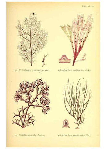 Reproducción/Reproduction 48346463127: British sea-weeds. London :Bell and Daldy,1872.. 