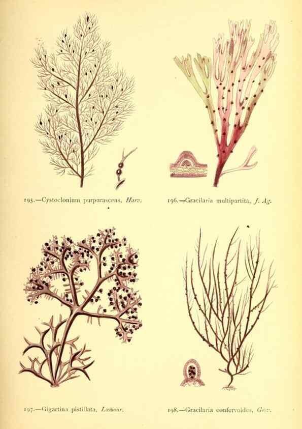 Reproducción/Reproduction 48346463127: British sea-weeds. London :Bell and Daldy,1872.. 
