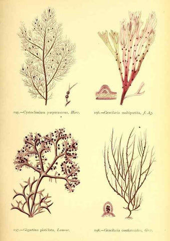 Reproducción/Reproduction 48346463127: British sea-weeds. London :Bell and Daldy,1872.. 