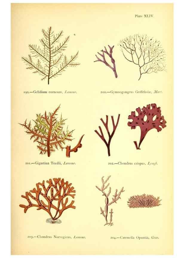 Reproducción/Reproduction 48346328376: British sea-weeds. London :Bell and Daldy,1872.. 