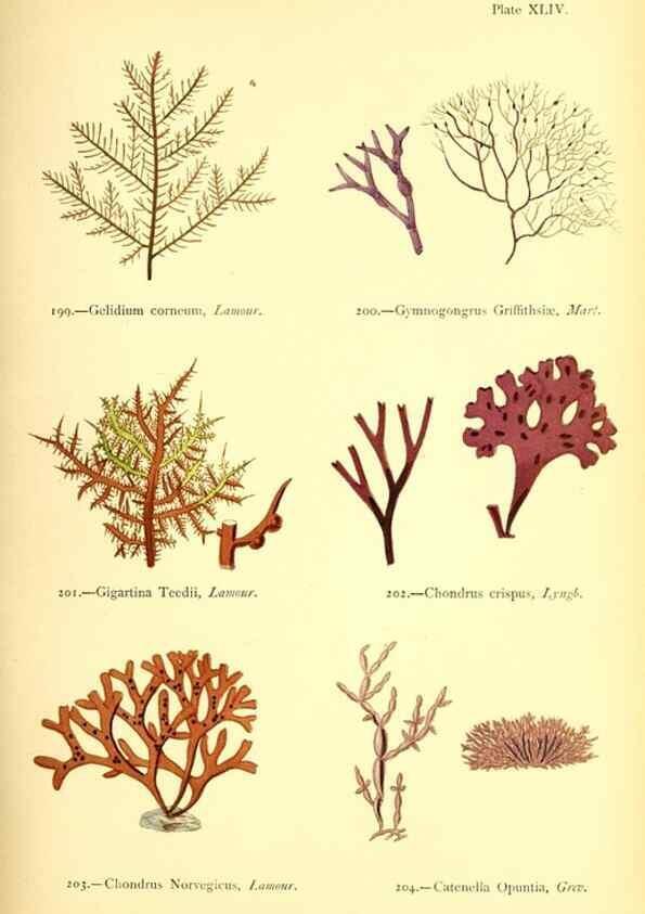 Reproducción/Reproduction 48346328376: British sea-weeds. London :Bell and Daldy,1872.. 