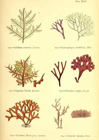 Reproducción/Reproduction 48346328376: British sea-weeds. London :Bell and Daldy,1872.. 