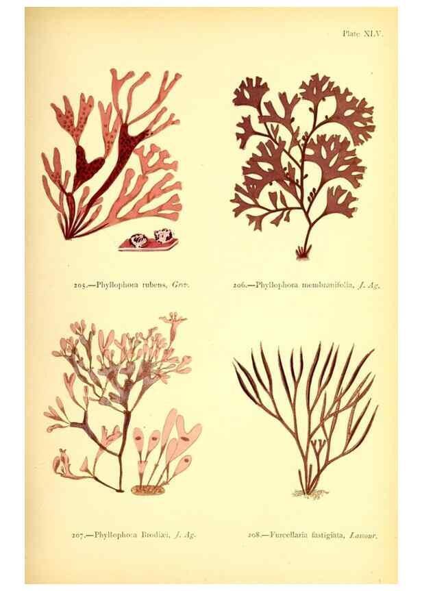 Reproducción/Reproduction 48346328776: British sea-weeds. London :Bell and Daldy,1872.. 