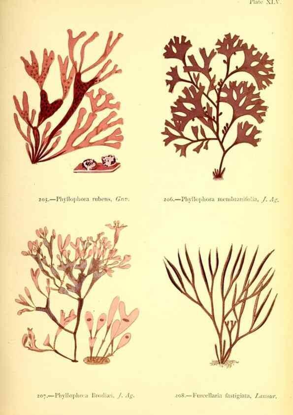 Reproducción/Reproduction 48346328776: British sea-weeds. London :Bell and Daldy,1872.. 