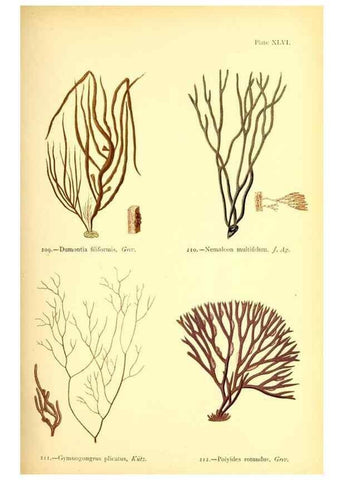 Reproducción/Reproduction 48346329136: British sea-weeds. London :Bell and Daldy,1872.. 