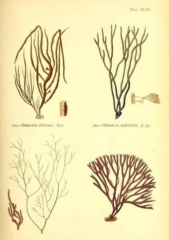 Reproducción/Reproduction 48346329136: British sea-weeds. London :Bell and Daldy,1872.. 