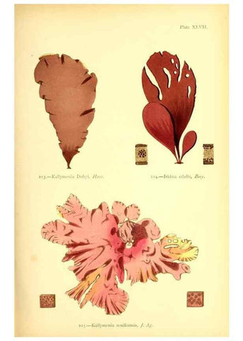 Reproducción/Reproduction 48346329491: British sea-weeds. London :Bell and Daldy,1872.. 
