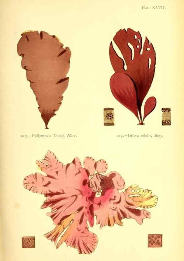 Reproducción/Reproduction 48346329491: British sea-weeds. London :Bell and Daldy,1872.. 