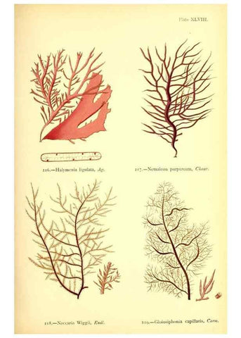 Reproducción/Reproduction 48346464992: British sea-weeds. London :Bell and Daldy,1872.. 