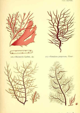 Reproducción/Reproduction 48346464992: British sea-weeds. London :Bell and Daldy,1872.. 
