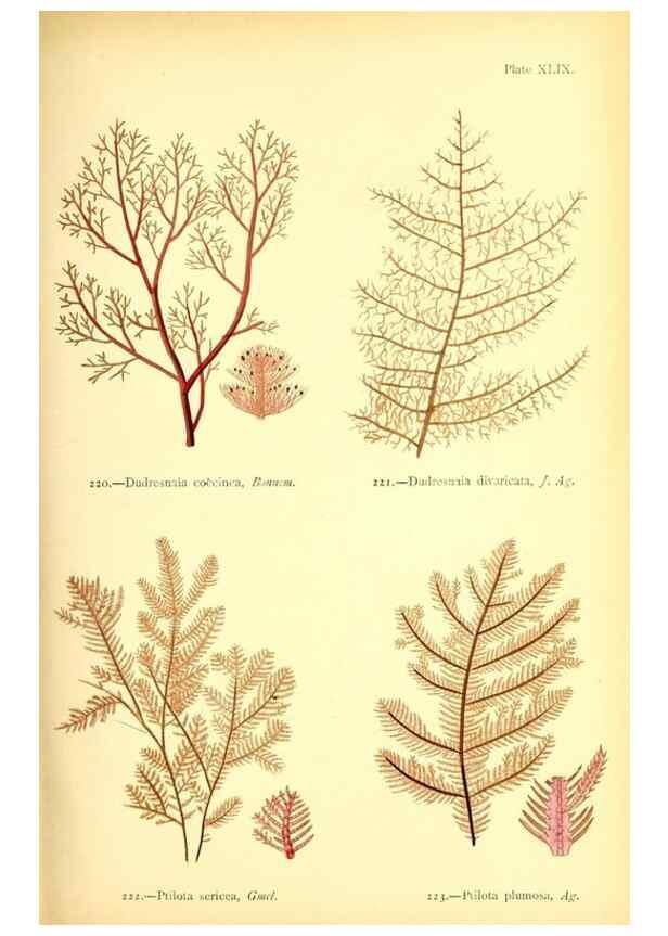 Reproducción/Reproduction 48346330126: British sea-weeds. London :Bell and Daldy,1872.. 