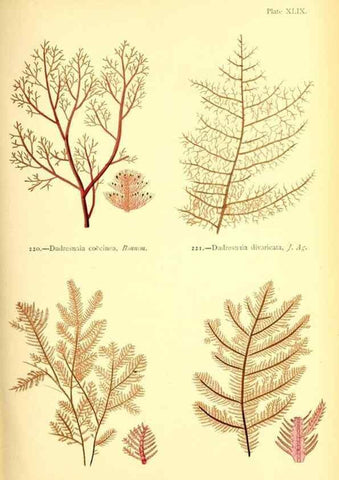 Reproducción/Reproduction 48346330126: British sea-weeds. London :Bell and Daldy,1872.. 