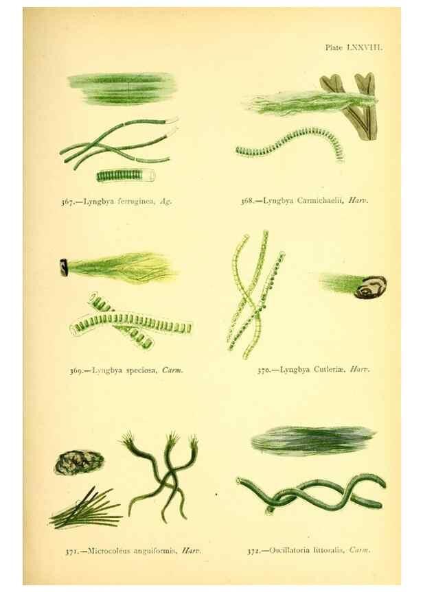 Reproducción/Reproduction 48346477662: British sea-weeds. London :Bell and Daldy,1872.. 