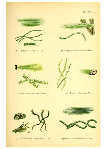 Reproducción/Reproduction 48346477662: British sea-weeds. London :Bell and Daldy,1872.. 
