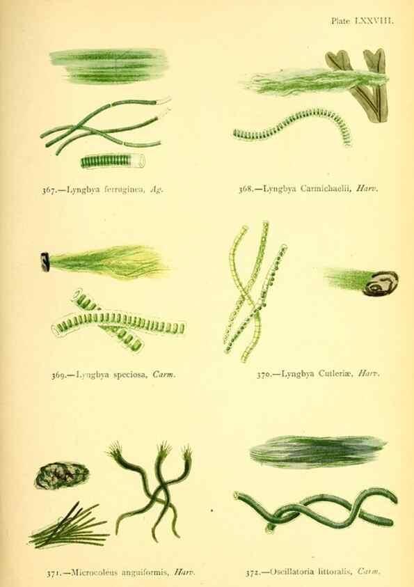Reproducción/Reproduction 48346477662: British sea-weeds. London :Bell and Daldy,1872.. 