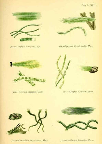 Reproducción/Reproduction 48346477662: British sea-weeds. London :Bell and Daldy,1872.. 
