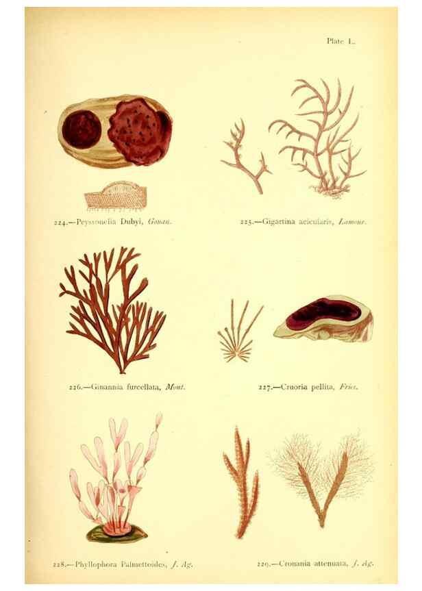 Reproducción/Reproduction 48346330526: British sea-weeds. London :Bell and Daldy,1872.. 