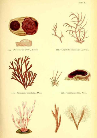 Reproducción/Reproduction 48346330526: British sea-weeds. London :Bell and Daldy,1872.. 