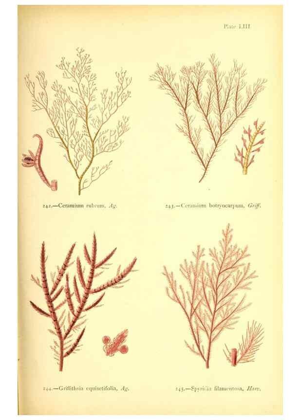 Reproducción/Reproduction 48346467002: British sea-weeds. London :Bell and Daldy,1872.. 