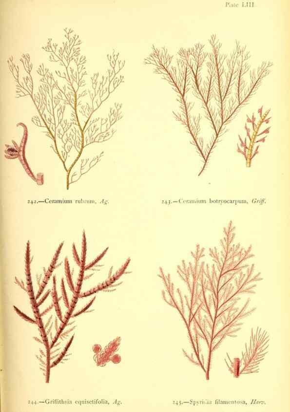 Reproducción/Reproduction 48346467002: British sea-weeds. London :Bell and Daldy,1872.. 