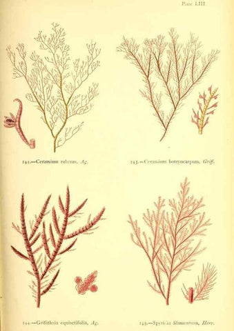Reproducción/Reproduction 48346467002: British sea-weeds. London :Bell and Daldy,1872.. 