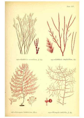 Reproducción/Reproduction 48346331931: British sea-weeds. London :Bell and Daldy,1872.. 
