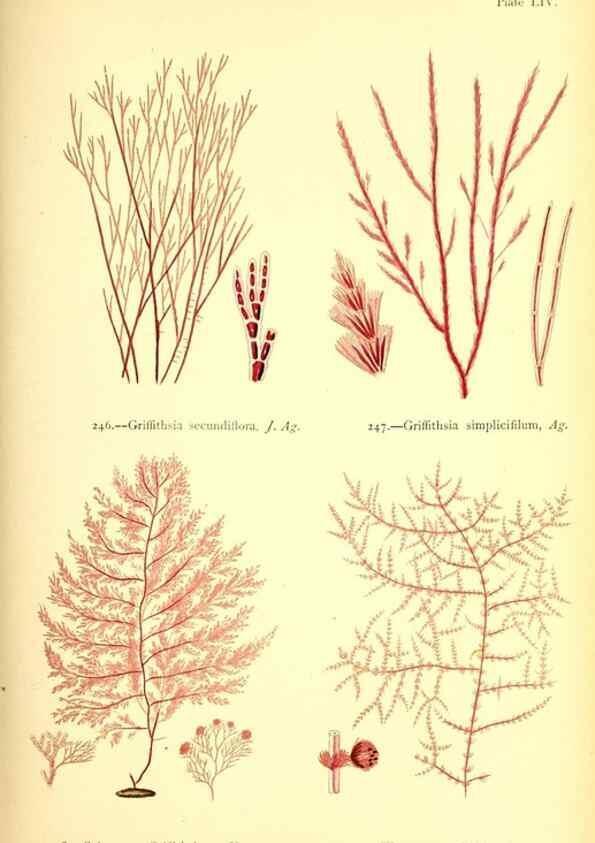 Reproducción/Reproduction 48346331931: British sea-weeds. London :Bell and Daldy,1872.. 