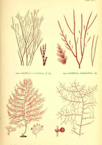 Reproducción/Reproduction 48346331931: British sea-weeds. London :Bell and Daldy,1872.. 