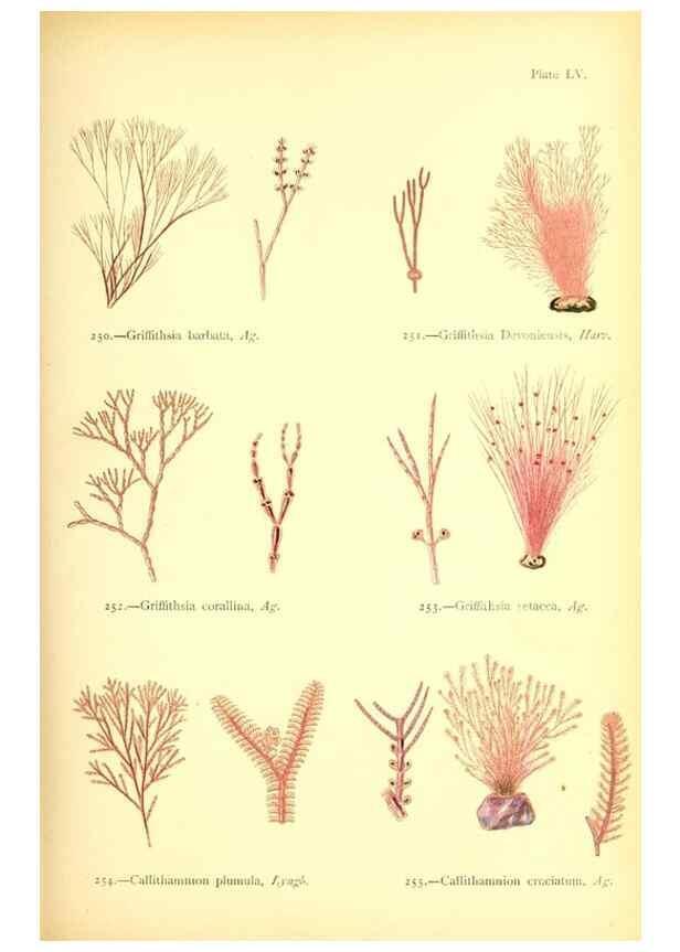 Reproducción/Reproduction 48346332281: British sea-weeds. London :Bell and Daldy,1872.. 