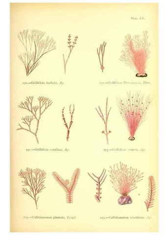 Reproducción/Reproduction 48346332281: British sea-weeds. London :Bell and Daldy,1872.. 