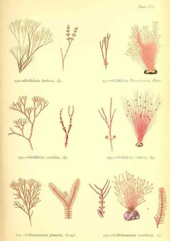 Reproducción/Reproduction 48346332281: British sea-weeds. London :Bell and Daldy,1872.. 