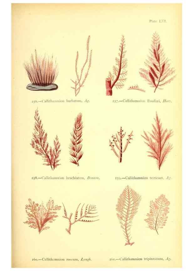 Reproducción/Reproduction 48346332696: British sea-weeds. London :Bell and Daldy,1872.. 