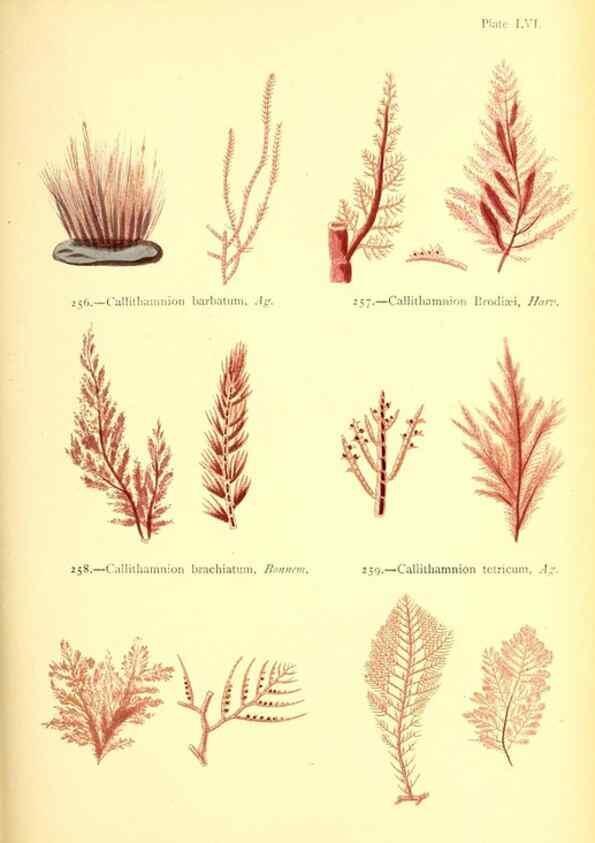 Reproducción/Reproduction 48346332696: British sea-weeds. London :Bell and Daldy,1872.. 