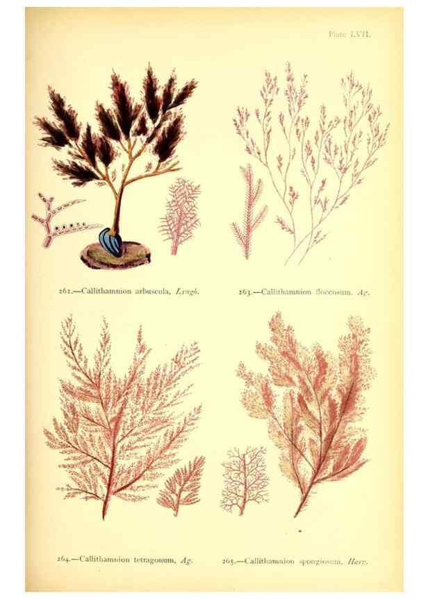 Reproducción/Reproduction 48346468387: British sea-weeds. London :Bell and Daldy,1872.. 
