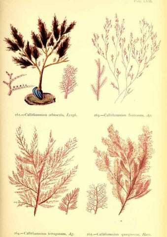 Reproducción/Reproduction 48346468387: British sea-weeds. London :Bell and Daldy,1872.. 