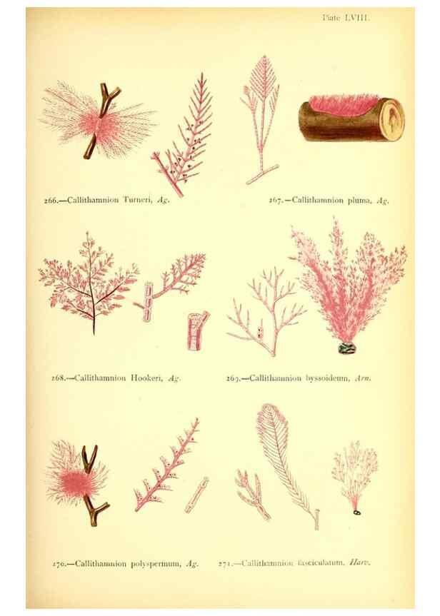 Reproducción/Reproduction 48346333406: British sea-weeds. London :Bell and Daldy,1872.. 