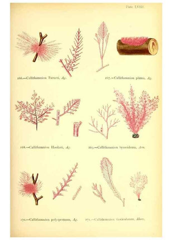 Reproducción/Reproduction 48346333406: British sea-weeds. London :Bell and Daldy,1872.. 