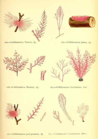 Reproducción/Reproduction 48346333406: British sea-weeds. London :Bell and Daldy,1872.. 