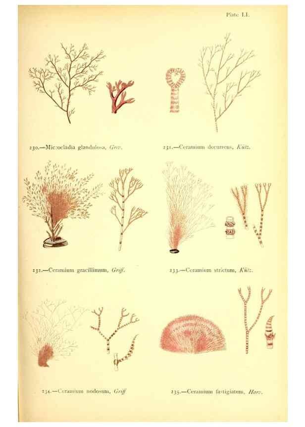 Reproducción/Reproduction 48346466192: British sea-weeds. London :Bell and Daldy,1872.. 