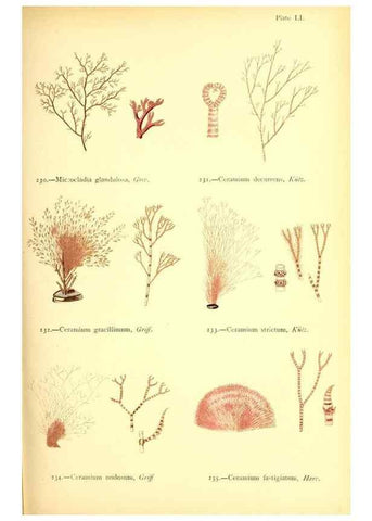 Reproducción/Reproduction 48346466192: British sea-weeds. London :Bell and Daldy,1872.. 