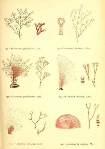 Reproducción/Reproduction 48346466192: British sea-weeds. London :Bell and Daldy,1872.. 