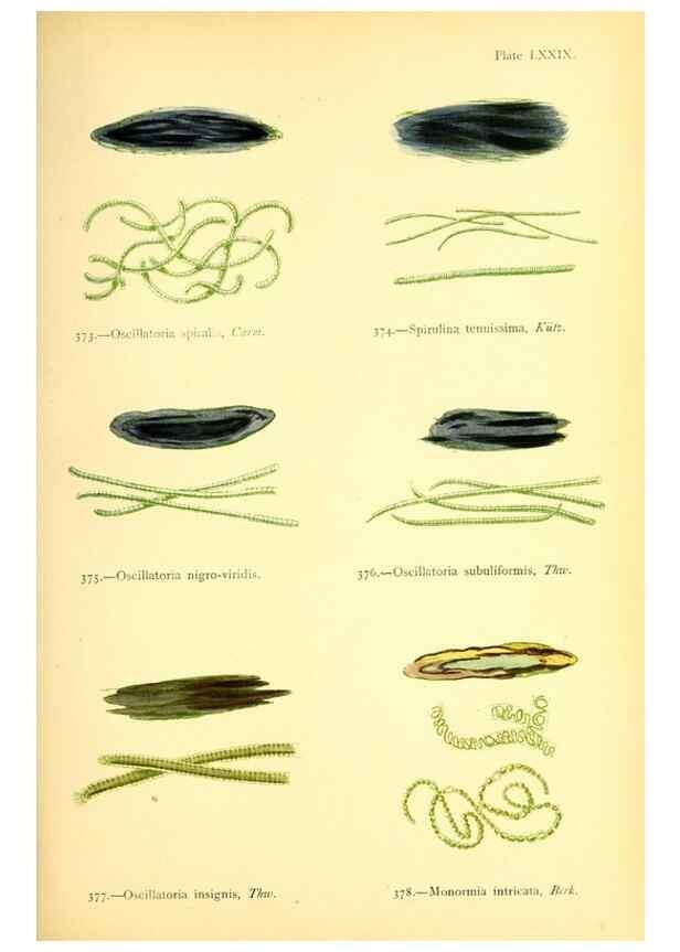 Reproducción/Reproduction 48346478207: British sea-weeds. London :Bell and Daldy,1872.. 
