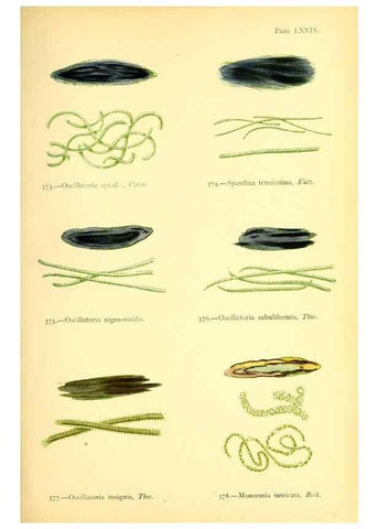 Reproducción/Reproduction 48346478207: British sea-weeds. London :Bell and Daldy,1872.. 