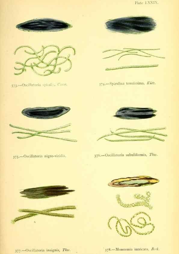 Reproducción/Reproduction 48346478207: British sea-weeds. London :Bell and Daldy,1872.. 