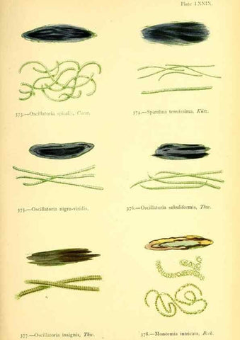 Reproducción/Reproduction 48346478207: British sea-weeds. London :Bell and Daldy,1872.. 