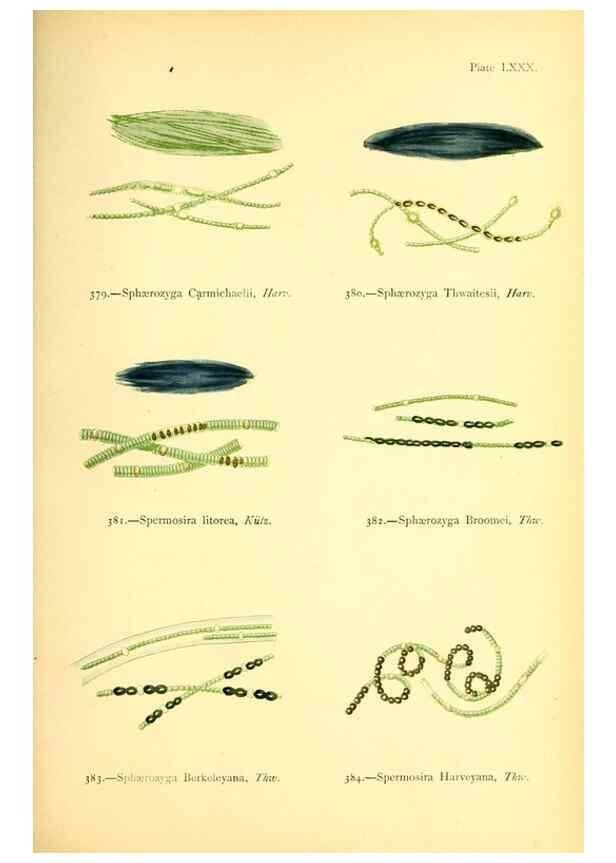 Reproducción/Reproduction 48346478612: British sea-weeds. London :Bell and Daldy,1872.. 