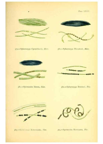 Reproducción/Reproduction 48346478612: British sea-weeds. London :Bell and Daldy,1872.. 
