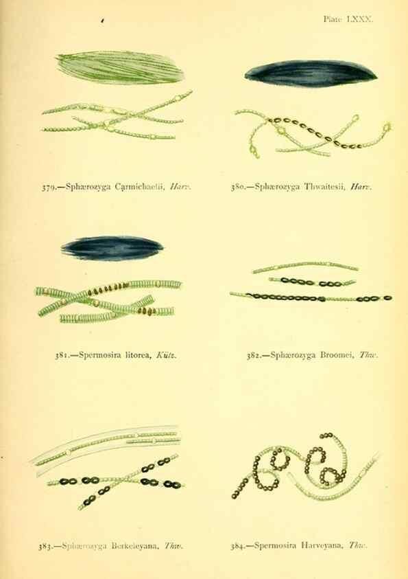 Reproducción/Reproduction 48346478612: British sea-weeds. London :Bell and Daldy,1872.. 